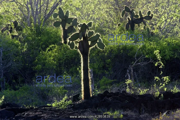 : Prickly pear Cactus : Prickly pear Cactus