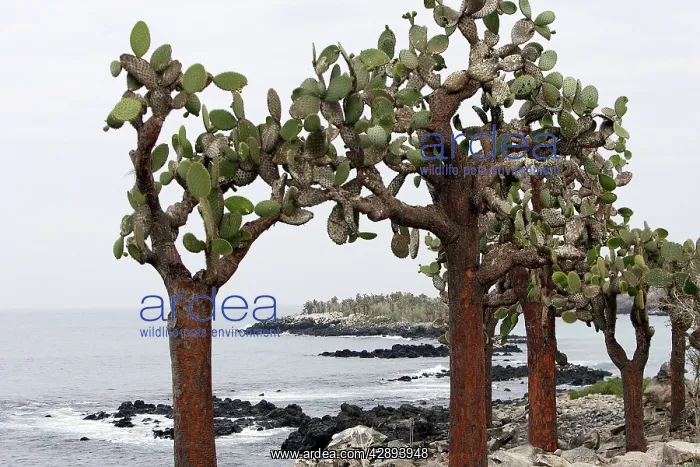 : Prickly pear Cactus : Prickly pear Cactus