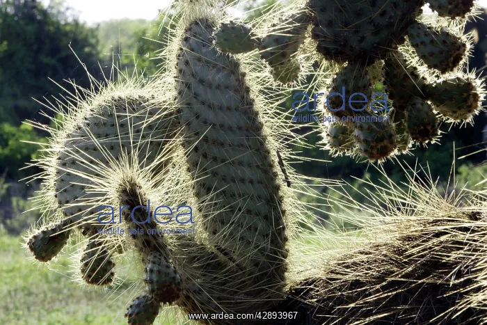 : Prickly pear Cactus : Prickly pear Cactus
