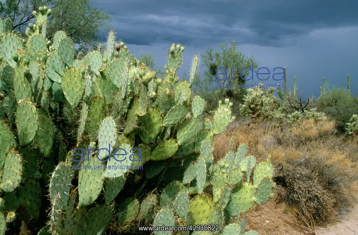 : Prickly Pear Cactus : Prickly Pear Cactus
