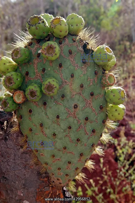 : Prickly pear Cactus : Prickly pear Cactus