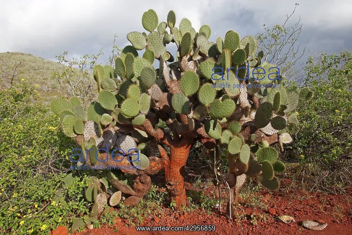 : Prickly Pear Cactus : Prickly Pear Cactus
