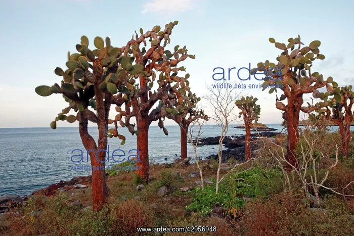  : Prickly Pear Cactus