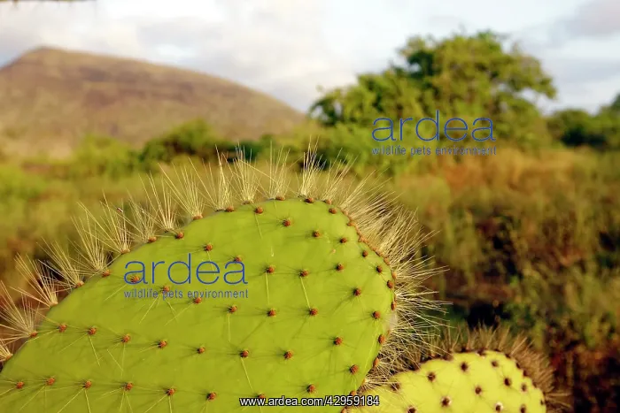 : Prickly Pear Cactus : Prickly Pear Cactus