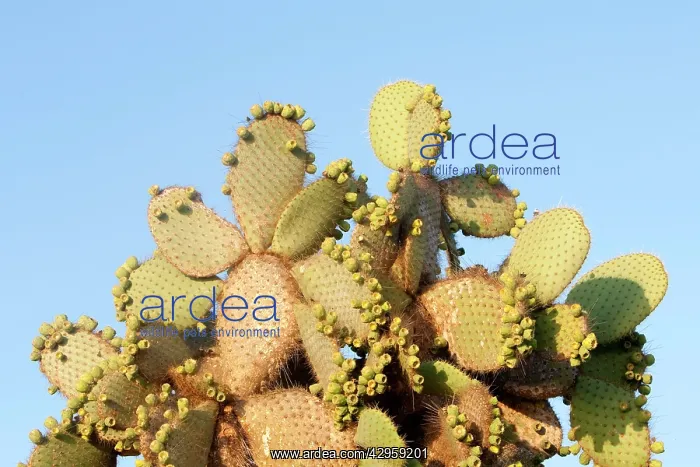  : Prickly Pear Cactus