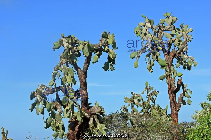 : Prickly pear Cactus : Prickly pear Cactus