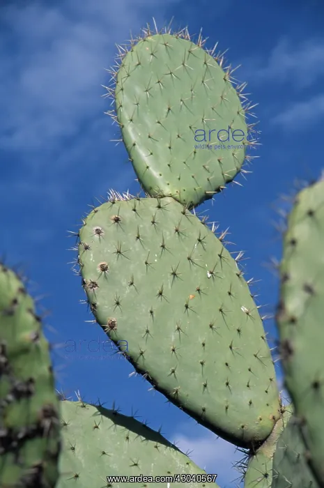  : Prickly pear cactus
