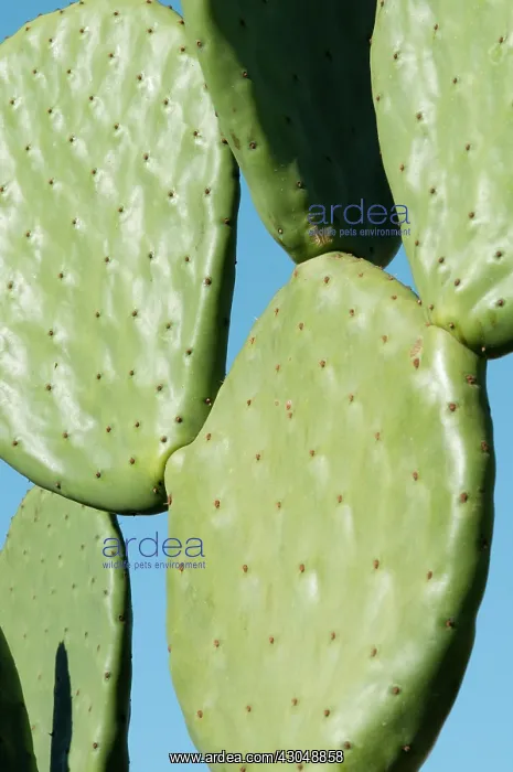 : Prickly pear cactus : Prickly pear cactus