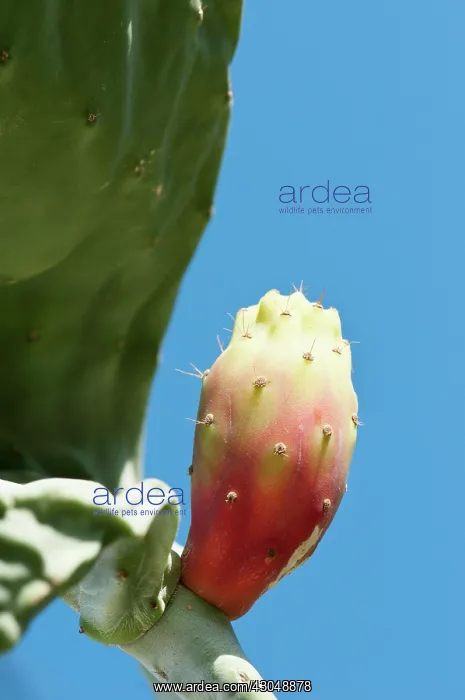  : Prickly pear cactus