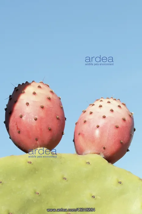 : Prickly pear cactus : Prickly pear cactus