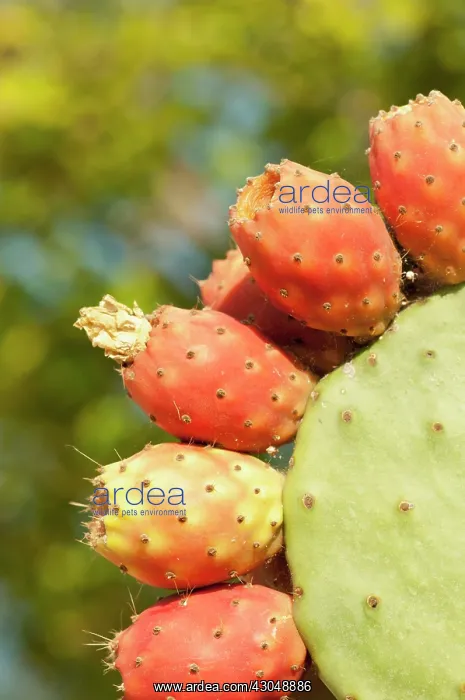 : Prickly pear cactus : Prickly pear cactus
