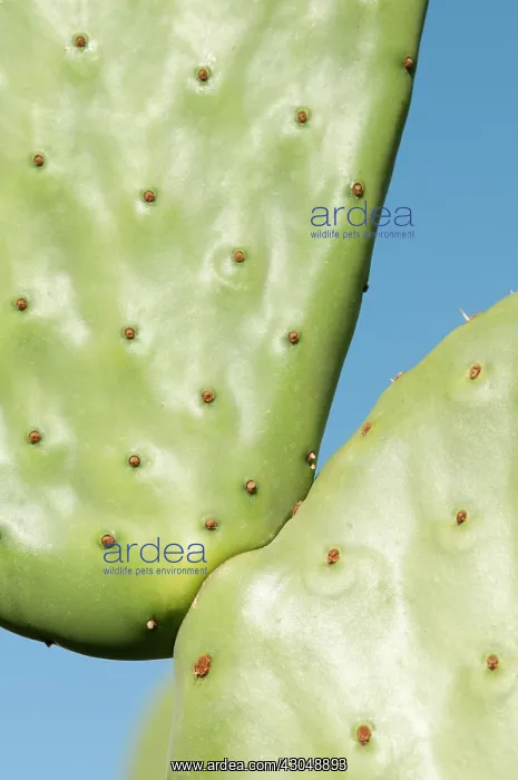 : Prickly pear cactus : Prickly pear cactus