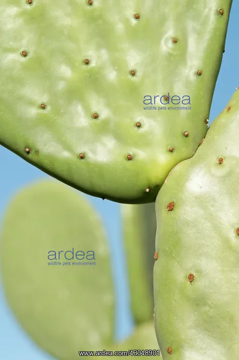 : Prickly pear cactus : Prickly pear cactus