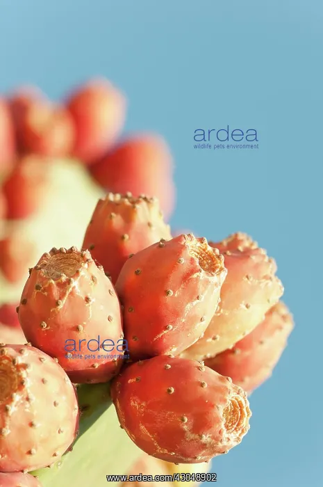 : Prickly pear cactus : Prickly pear cactus