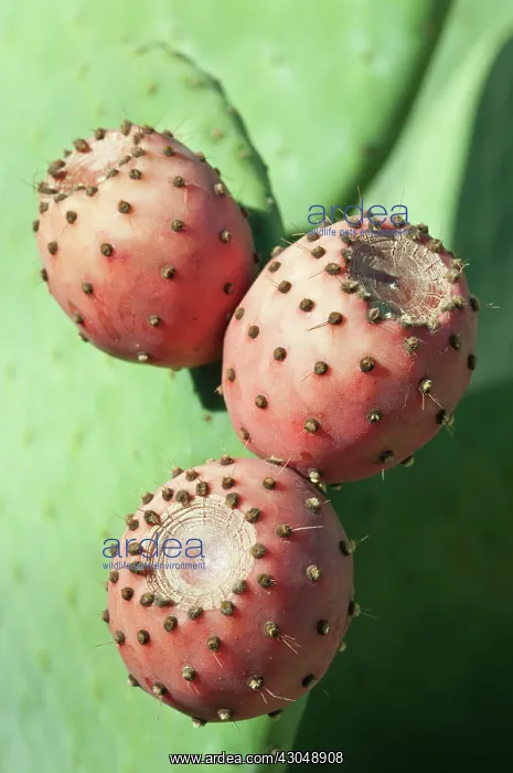 : Prickly pear cactus : Prickly pear cactus