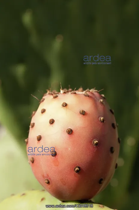 : Prickly pear cactus : Prickly pear cactus