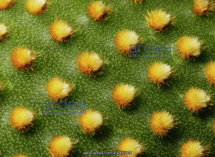  : Prickly Pear Cactus
