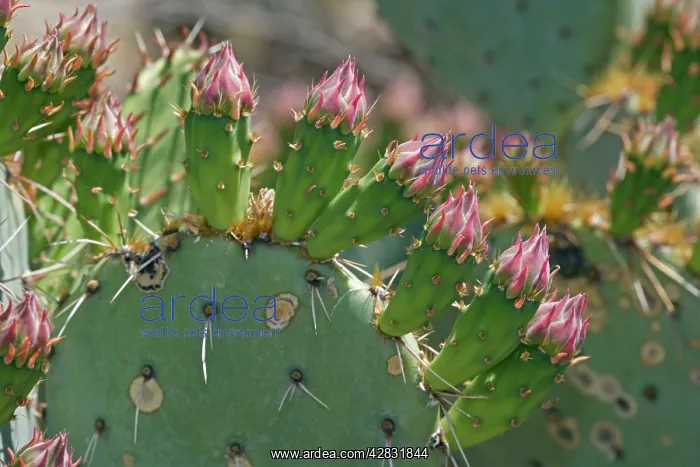 : Prickly Pear Cactus Flower Buds in close-up showing spines : Prickly Pear Cactus Flower Buds in close-up showing spines