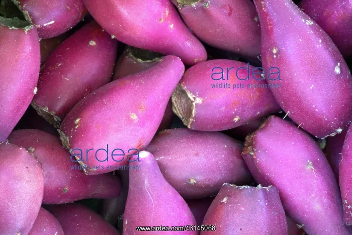 : Prickly Pear Cactus fruits : Prickly Pear Cactus fruits