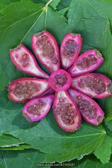 : Prickly Pear Cactus fruits : Prickly Pear Cactus fruits