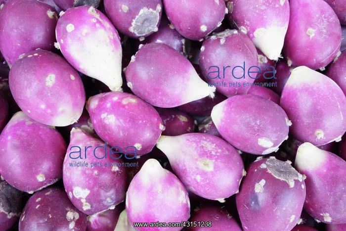 : Prickly Pear Cactus, Opuntia cochenillifera, Close up of pur : Prickly Pear Cactus, Opuntia cochenillifera, Close up of pur