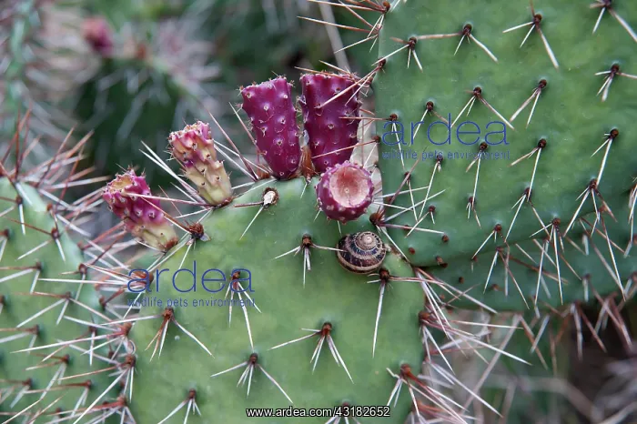 : Prickly pear cactus, Opuntia humifusa, Close view : Prickly pear cactus, Opuntia humifusa, Close view