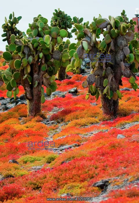 : Prickly pear cactus (Opuntia) on the island. The : Prickly pear cactus (Opuntia) on the island. The