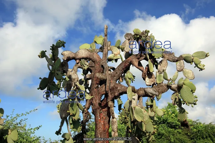 : Prickly pear Cactus - Santa cruz Island : Prickly pear Cactus - Santa cruz Island