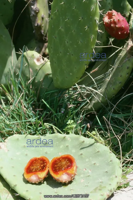  : Prickly Pear Cactus - showing fruit in section