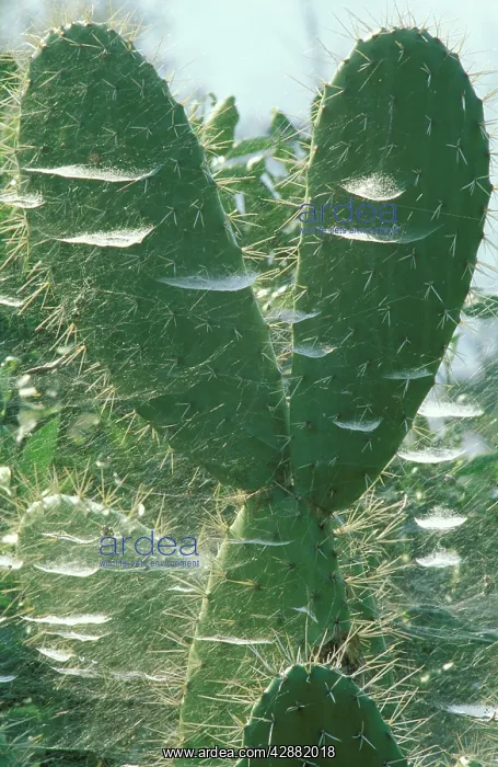 : Prickly Pear - With cobwebs in the Tabernas Desert : Prickly Pear - With cobwebs in the Tabernas Desert