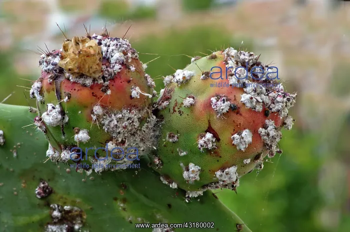 : Prickly Pear with Cochineal Bugs : Prickly Pear with Cochineal Bugs