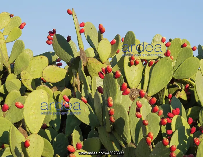  : Prickly pear with fruit in the Tabernas Desert Eur