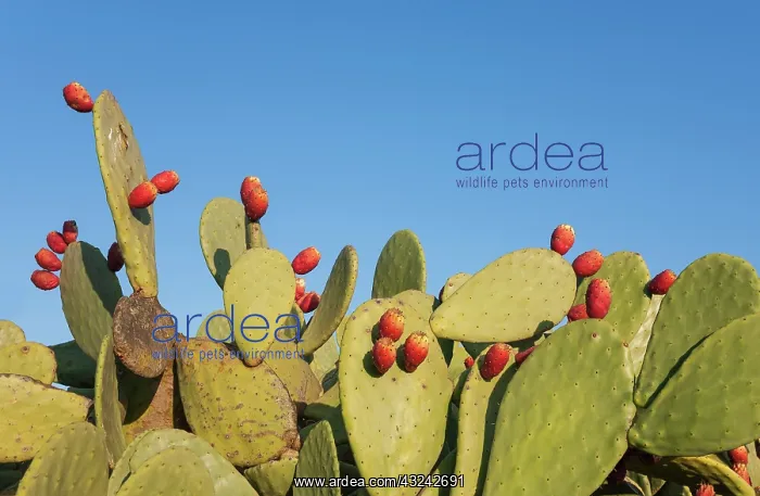 : Prickly pear with fruit in the Tabernas Desert Eur : Prickly pear with fruit in the Tabernas Desert Eur