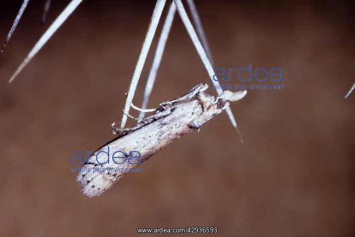 : Prickly Pear Moth - Adult resting on spine of prickly pear : Prickly Pear Moth - Adult resting on spine of prickly pear