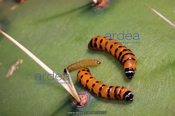 : Prickly Pear Moth - Mature and young larvae on : Prickly Pear Moth - Mature and young larvae on