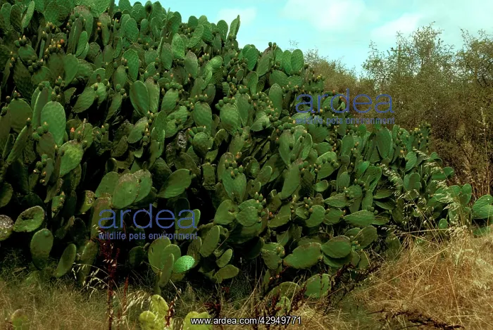 : Prickly pear (Opuntia sp.) Ravensthorpe, Western Australia : Prickly pear (Opuntia sp.) Ravensthorpe, Western Australia