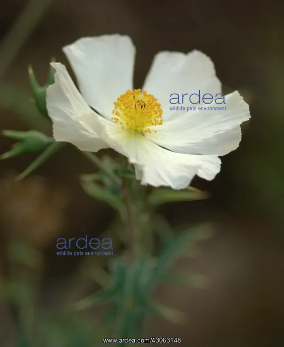 : Prickly poppy : Prickly poppy