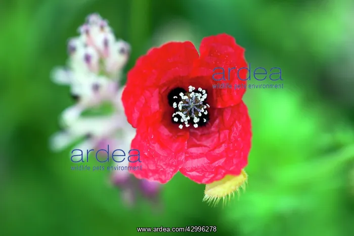 : Prickly Poppy - close up study Castro Verde, Alentejo : Prickly Poppy - close up study Castro Verde, Alentejo