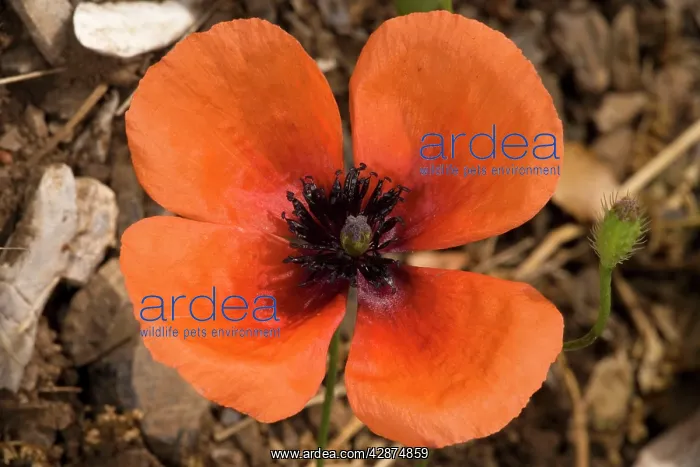 : Prickly poppy, flower and bristly capsule : Prickly poppy, flower and bristly capsule