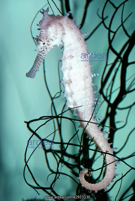  : PRICKLY SEAHORSE