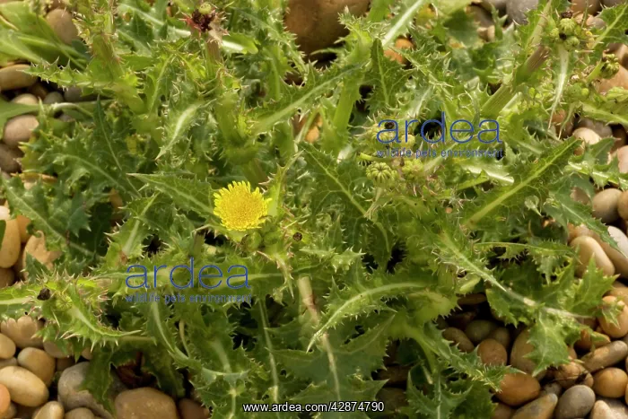 : Prickly sow-thistle : Prickly sow-thistle