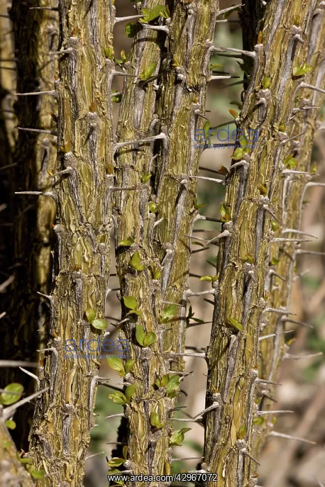 : Prickly stems of Ocotillo - showing new leaf growth : Prickly stems of Ocotillo - showing new leaf growth