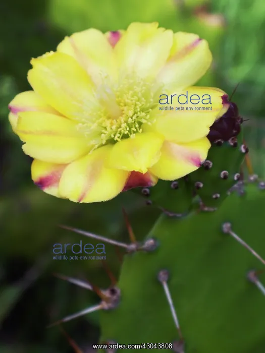  : Pricklypearcactus