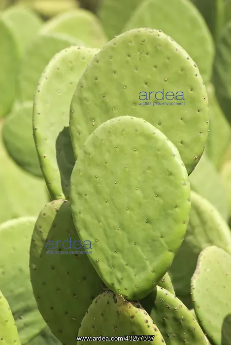 : Pricklypearcactus : Pricklypearcactus