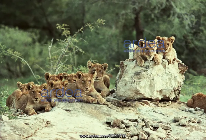 : Pride of Lions : Pride of Lions