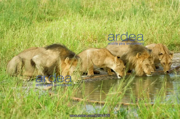 : Pride of lions - drinking at artificial waterhole : Pride of lions - drinking at artificial waterhole