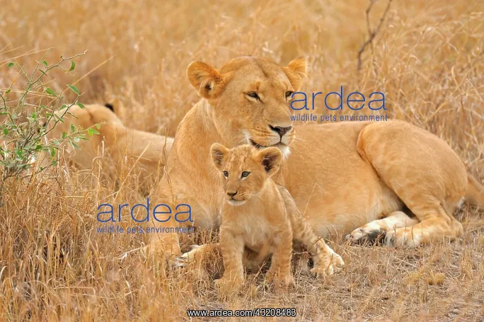 : A pride of Lions (Panthera leo) with a young cub : A pride of Lions (Panthera leo) with a young cub