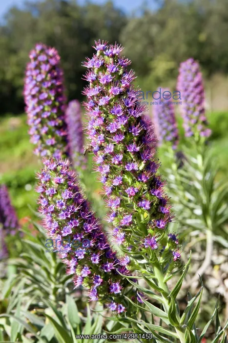 : Pride of Madeira : Pride of Madeira