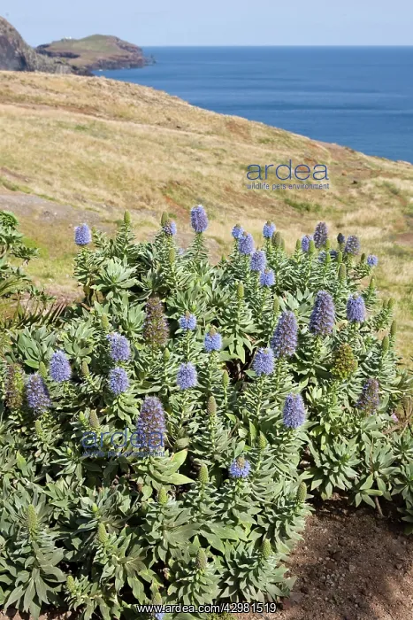 : Pride of Madeira : Pride of Madeira