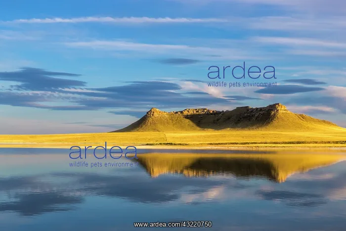 : Priest Butte reflects into wetlands pond : Priest Butte reflects into wetlands pond